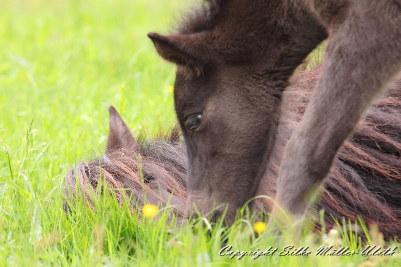 Orson 7.JPG - Orson von Heidmoor